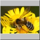 Dasypoda hirtipes - Hosenbiene x w07 - Sandgrube Heidesee OS-Bad Laer.jpg